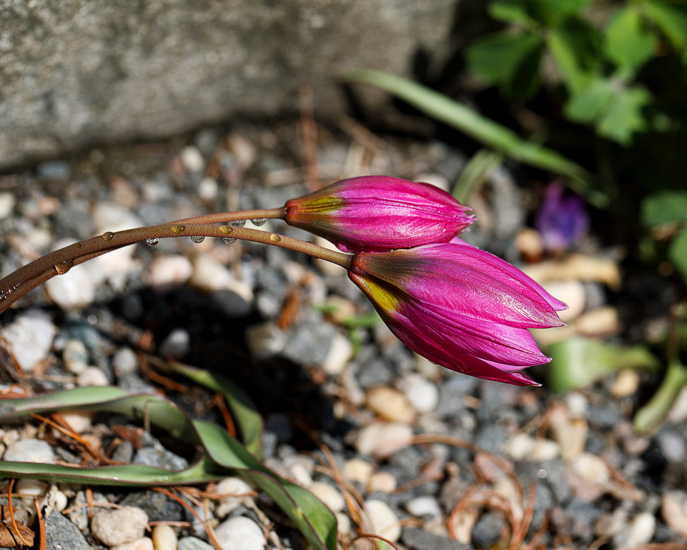 Tulip humilis 'Helene'
