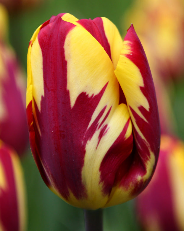Tulip collection 'Rembrandt's Strokes'