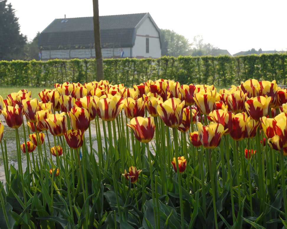Tulip 'Helmar'