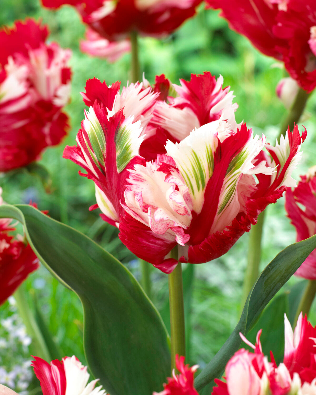 10 Bulbes De Tulipe Rembrandt - Fleurs Bicolores Striées - Variété Ancienne - Floraison Avril-mai - Hauteur 40-60 Cm