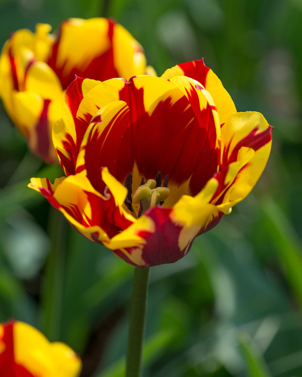Tulip 'Helmar'