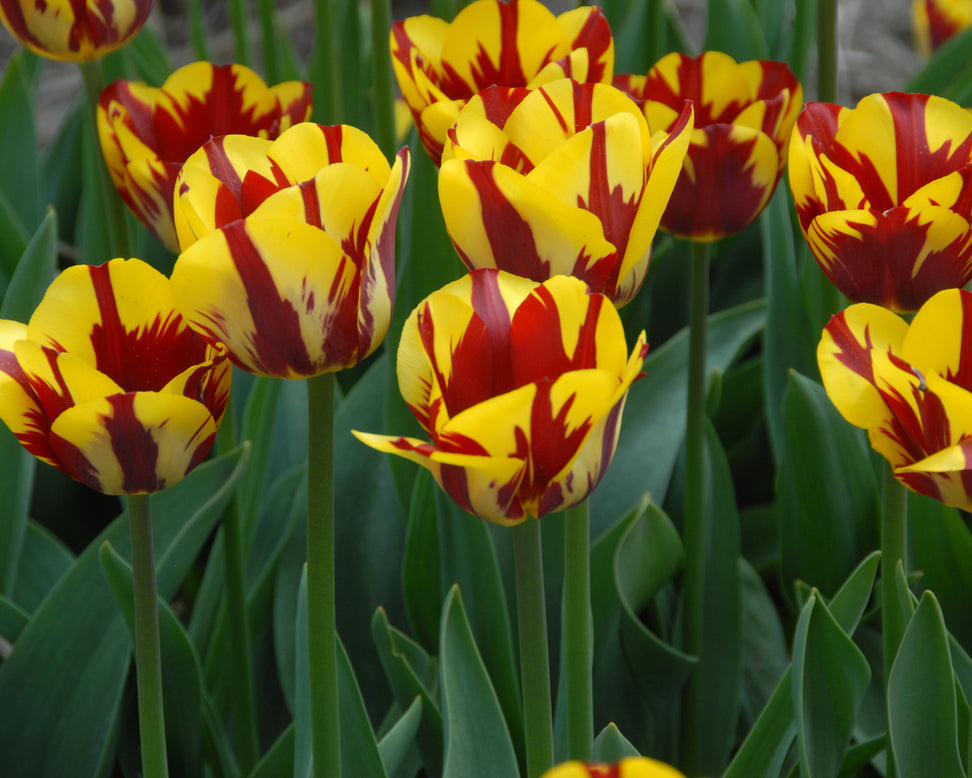 Tulip 'Helmar'