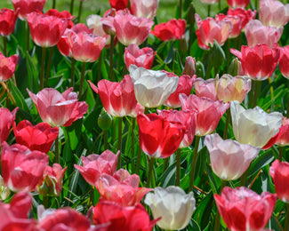Tulip 'Hemisphere'