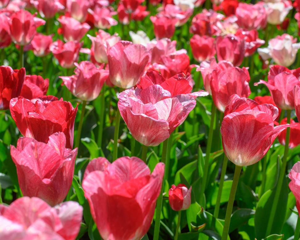 Tulip 'Hemisphere'