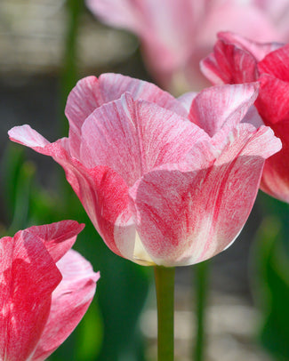 Tulip 'Hemisphere'