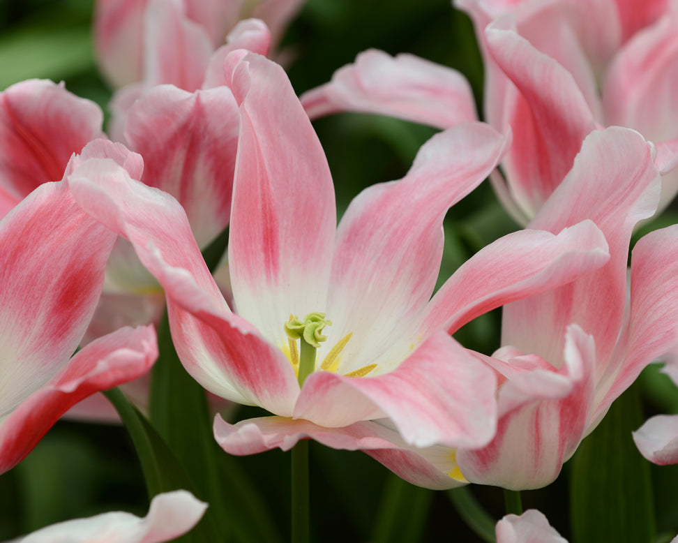 Tulip 'Holland Chic'