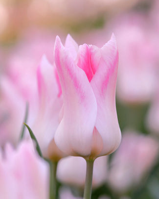 Tulip 'Holland Chic'