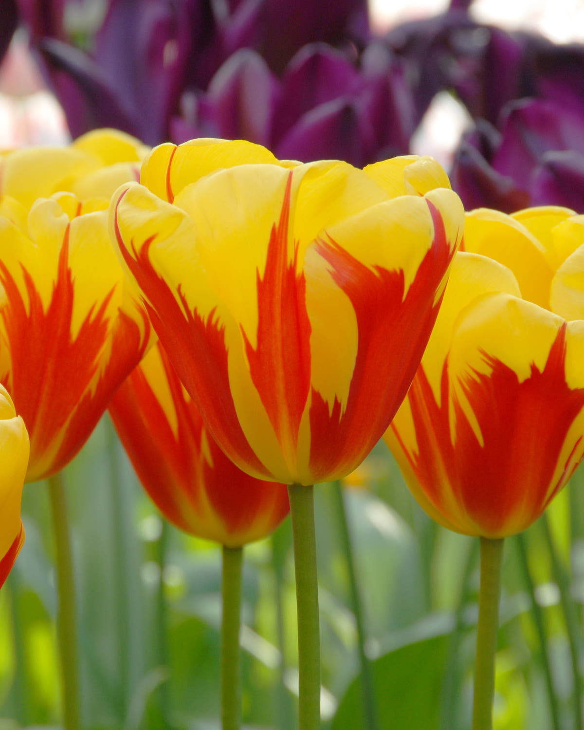 Flower BulbsHolland Queen™ Bulbs UK - 1