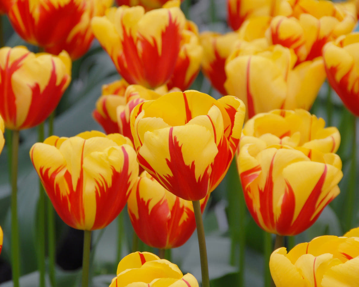 Flower BulbsHolland Queen™ Bulbs UK - 3