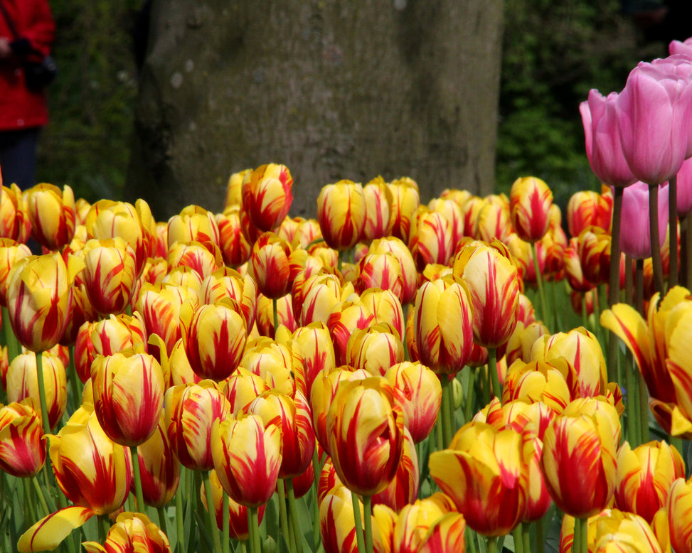 Tulip 'Holland Queen'
