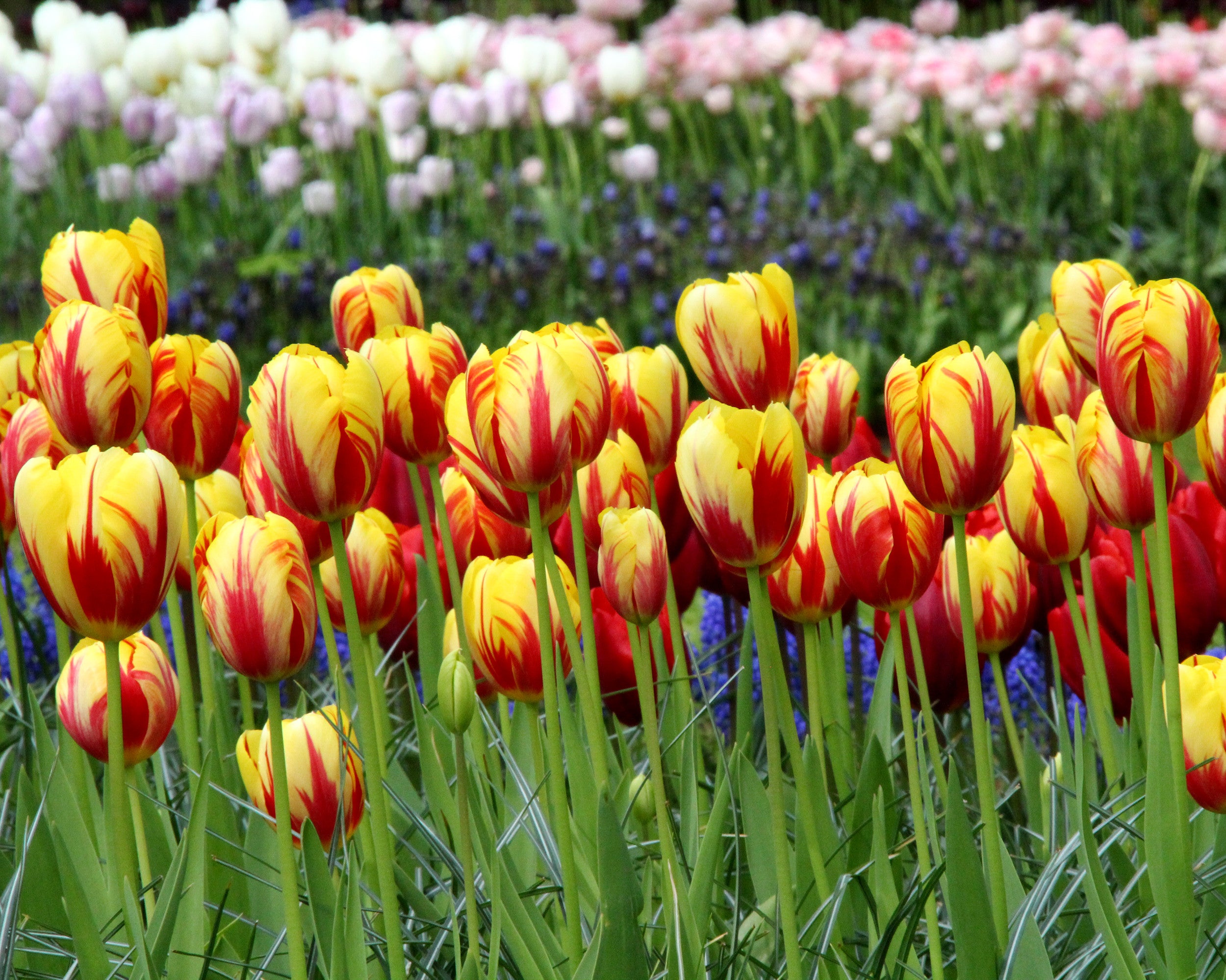 Tulip 'Holland Queen' Bulbs - Buy online at Farmer Gracy UK