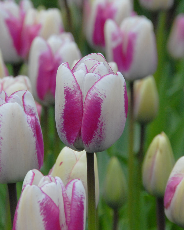 Flower BulbsHotpants™ Bulbs UK - 1