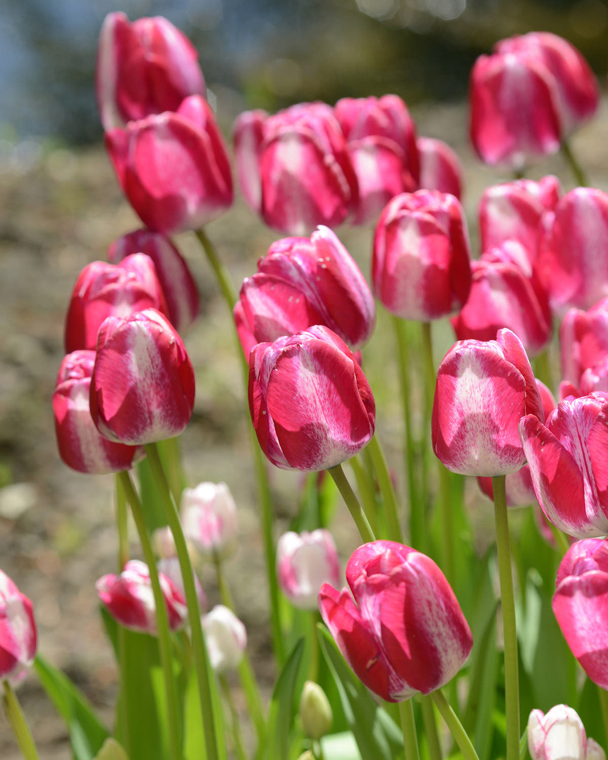 Flower BulbsHotpants™ Bulbs UK - 2