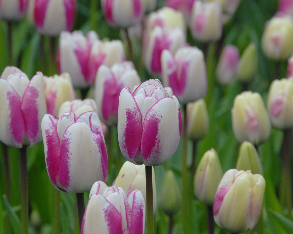 Flower BulbsHotpants™ Bulbs UK - 4