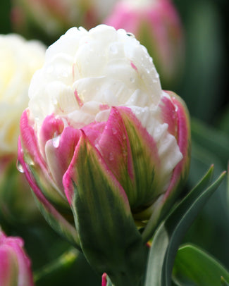 Tulip 'Ice Cream'