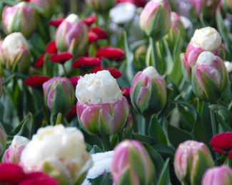 Tulip 'Ice Cream'