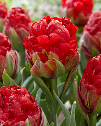 Tulip 'Ice Cream Strawberry'