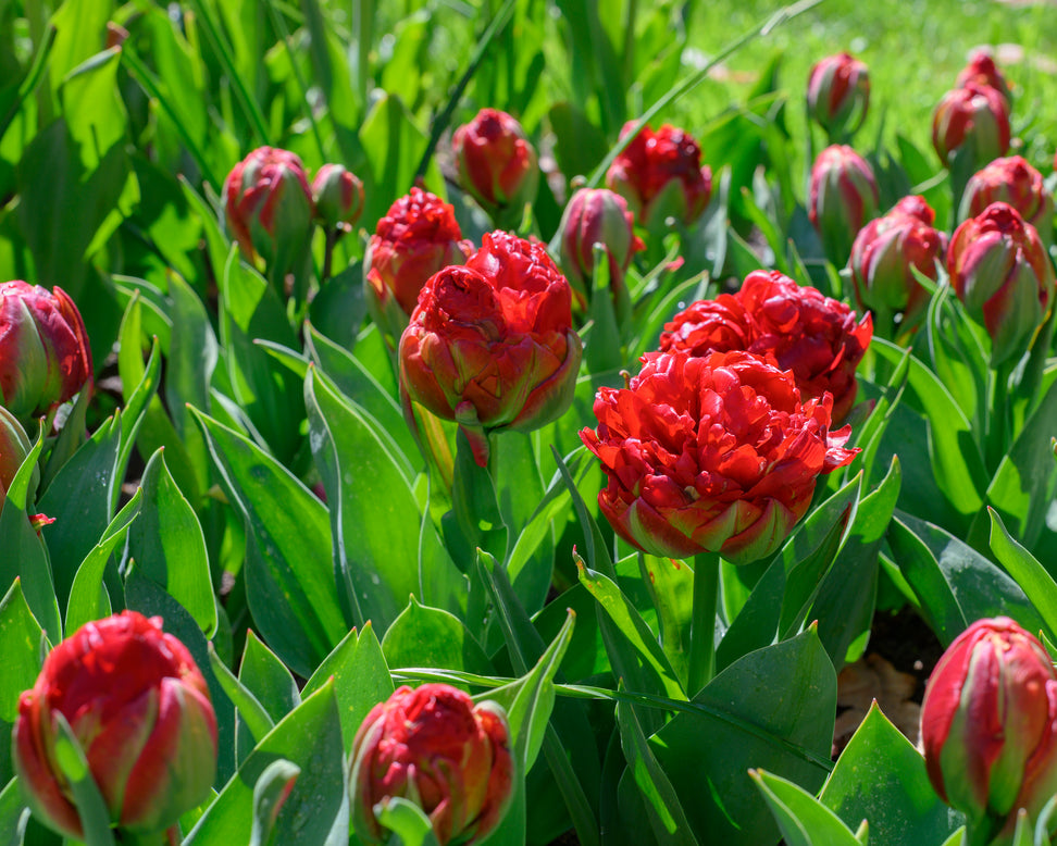 Tulip 'Ice Cream Strawberry'