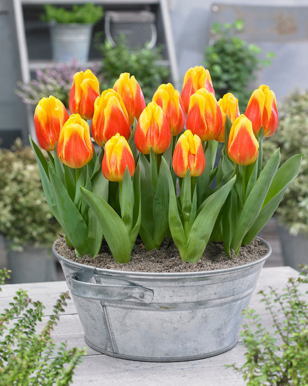 Tulip 'Ice Lolly'