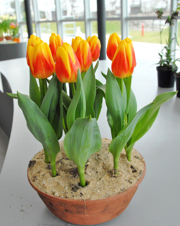 Tulip 'Ice Lolly'