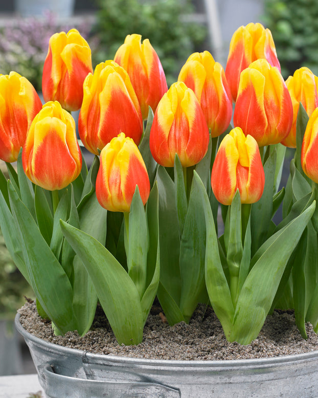 Tulip 'Ice Lolly'