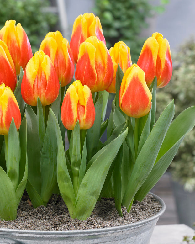Tulip 'Ice Lolly'