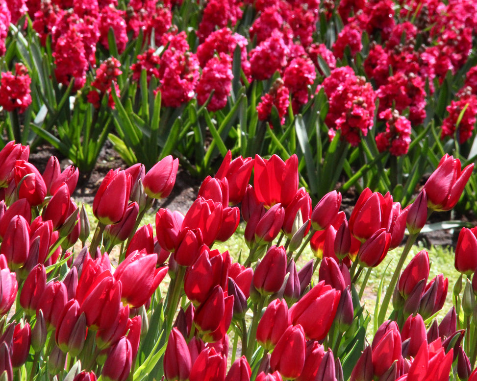 Tulip 'Inferno'