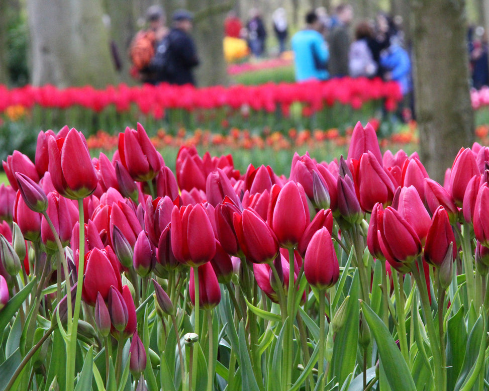 Tulip 'Inferno'