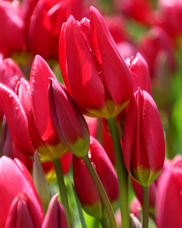 Tulip 'Inferno'