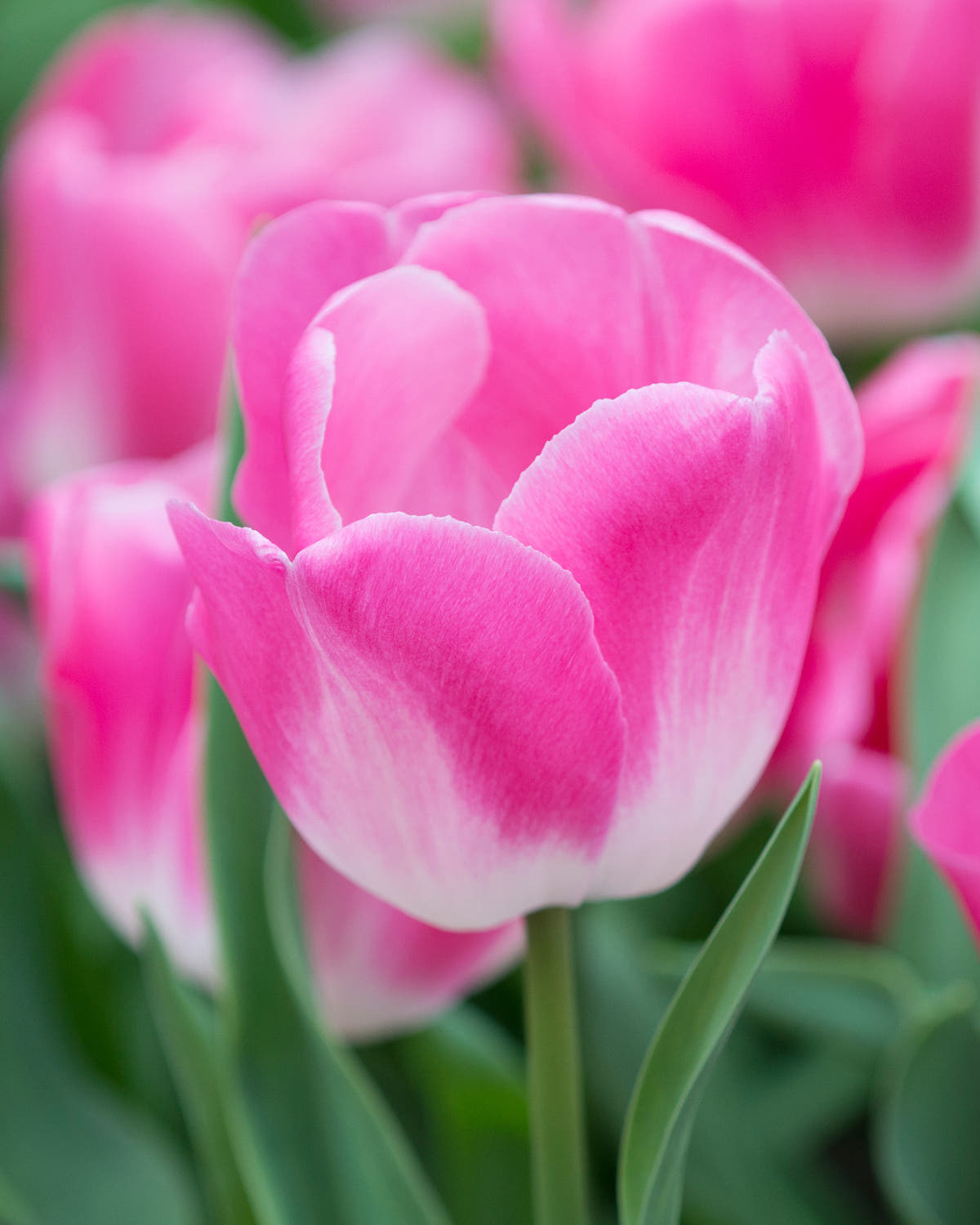Flower BulbsInnuendo™ Bulbs UK - 1