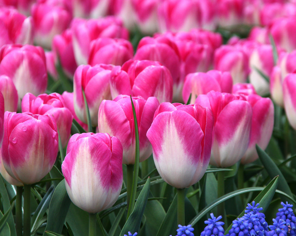 Tulip 'Innuendo'