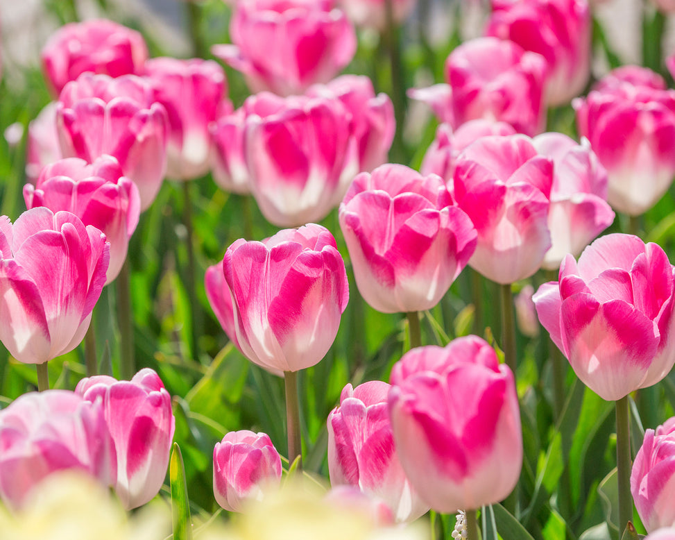 Flower BulbsInnuendo™ Bulbs UK - 2