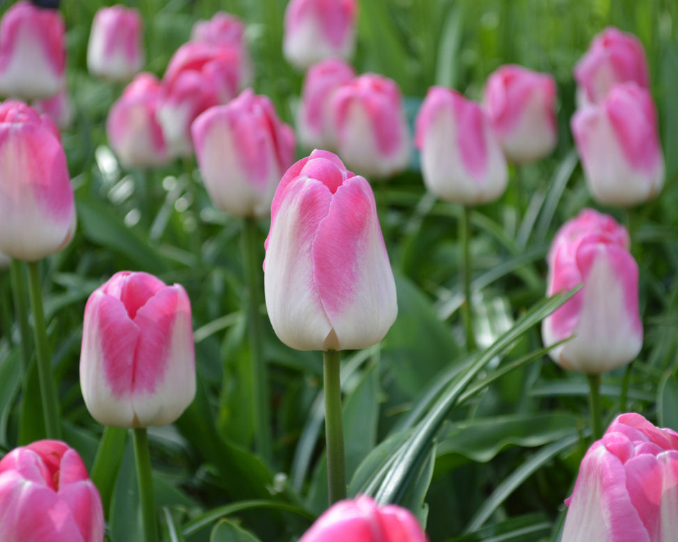 Flower BulbsInnuendo™ Bulbs UK - 4