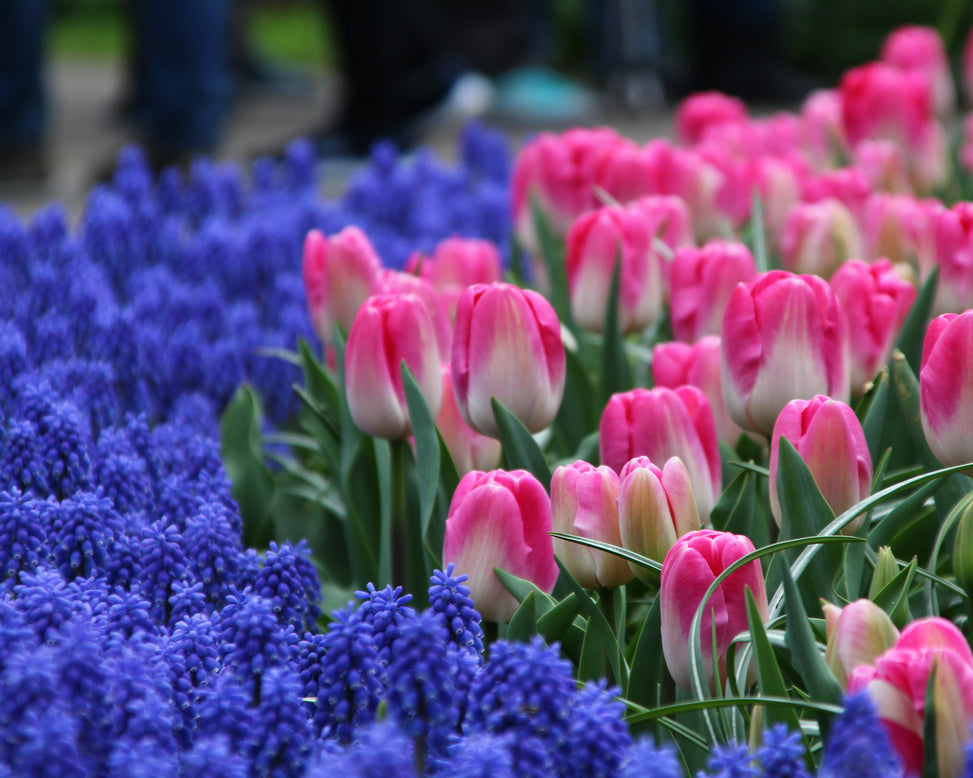 Tulip 'Innuendo'