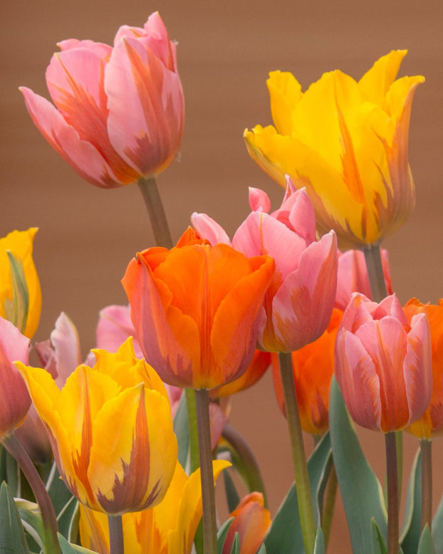 Tulip collection 'Irene's Heirloom'