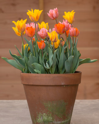 Tulip collection 'Irene's Heirloom'