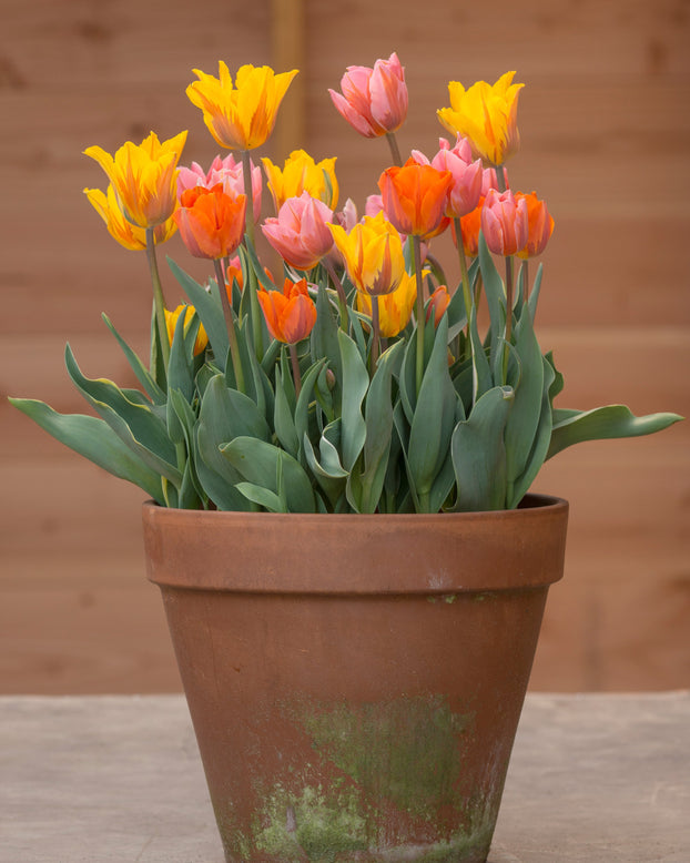 Tulip collection 'Irene's Heirloom'