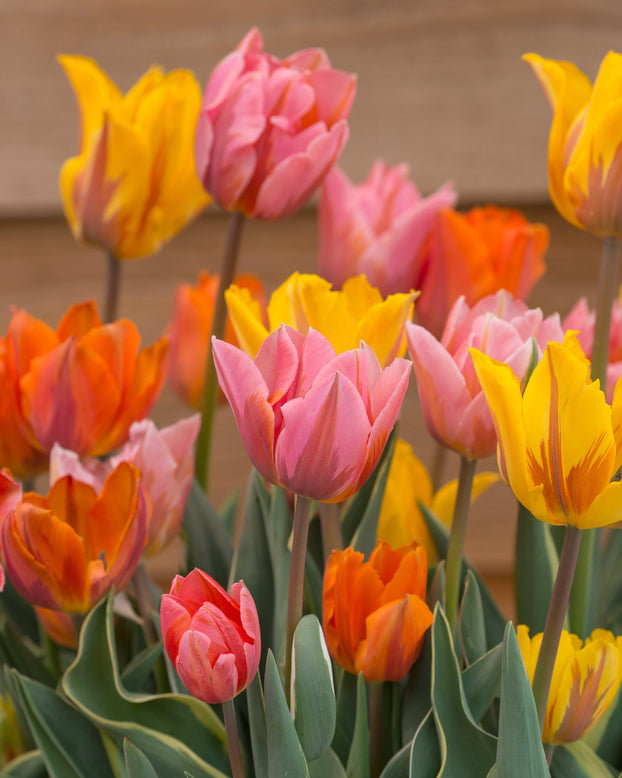 Tulip collection 'Irene's Heirloom'