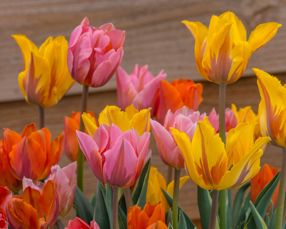 Tulip collection 'Irene's Heirloom'