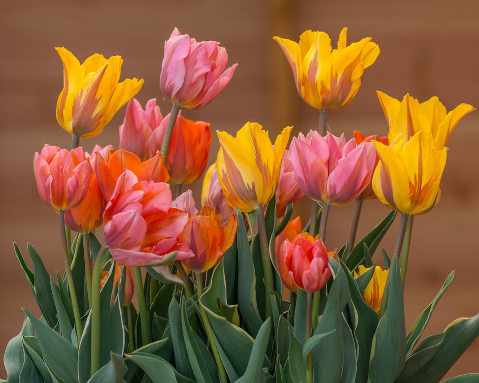 Tulip collection 'Irene's Heirloom'