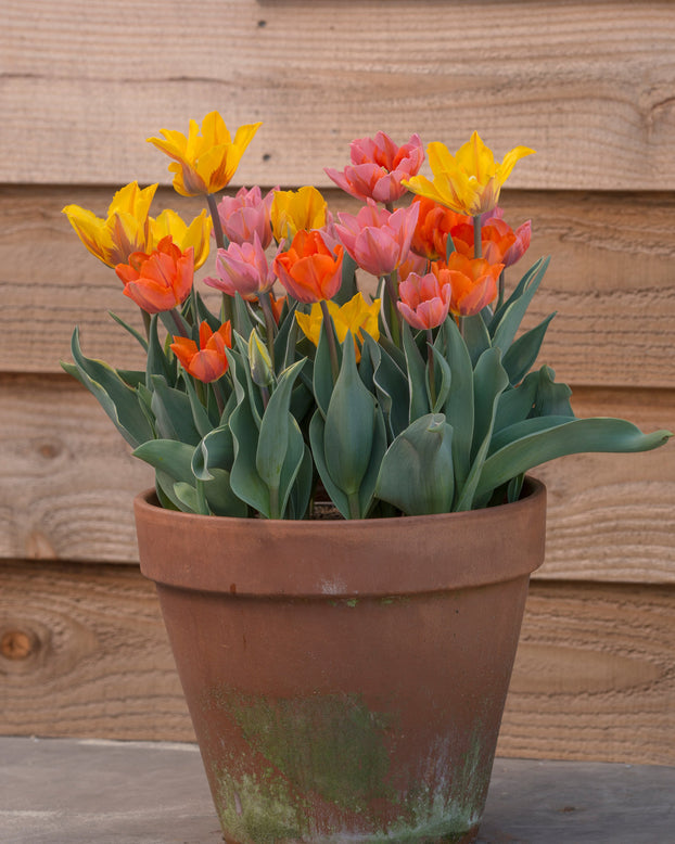 Tulip collection 'Irene's Heirloom'