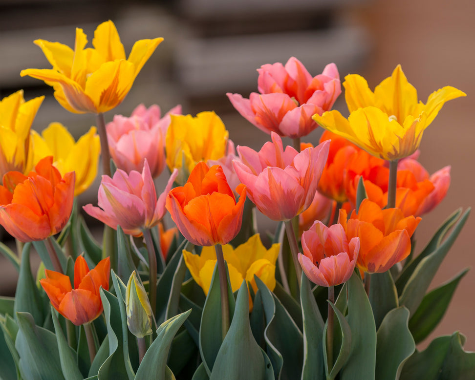Tulip collection 'Irene's Heirloom'