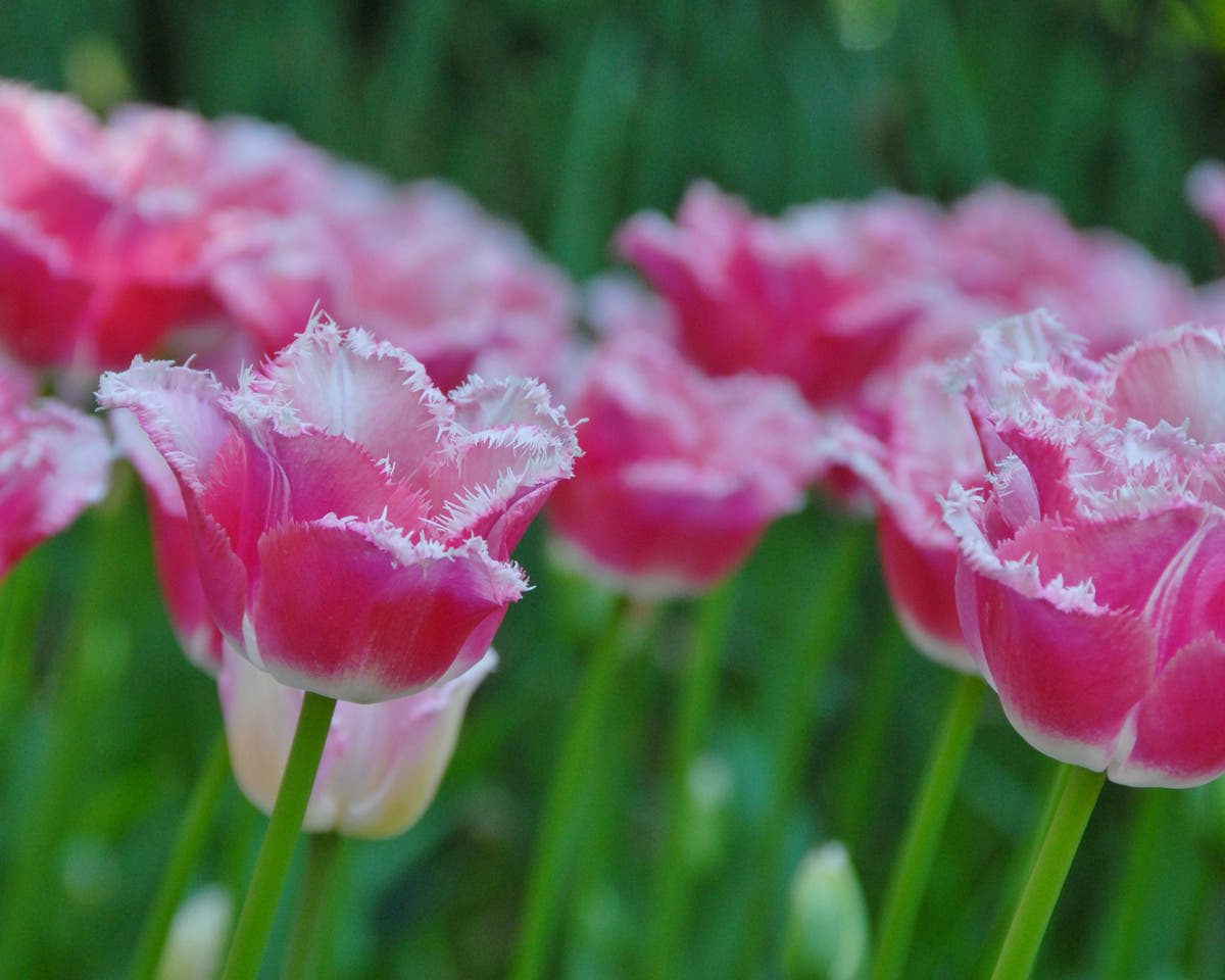 Flower BulbsIzumi Bulbs UK - 2