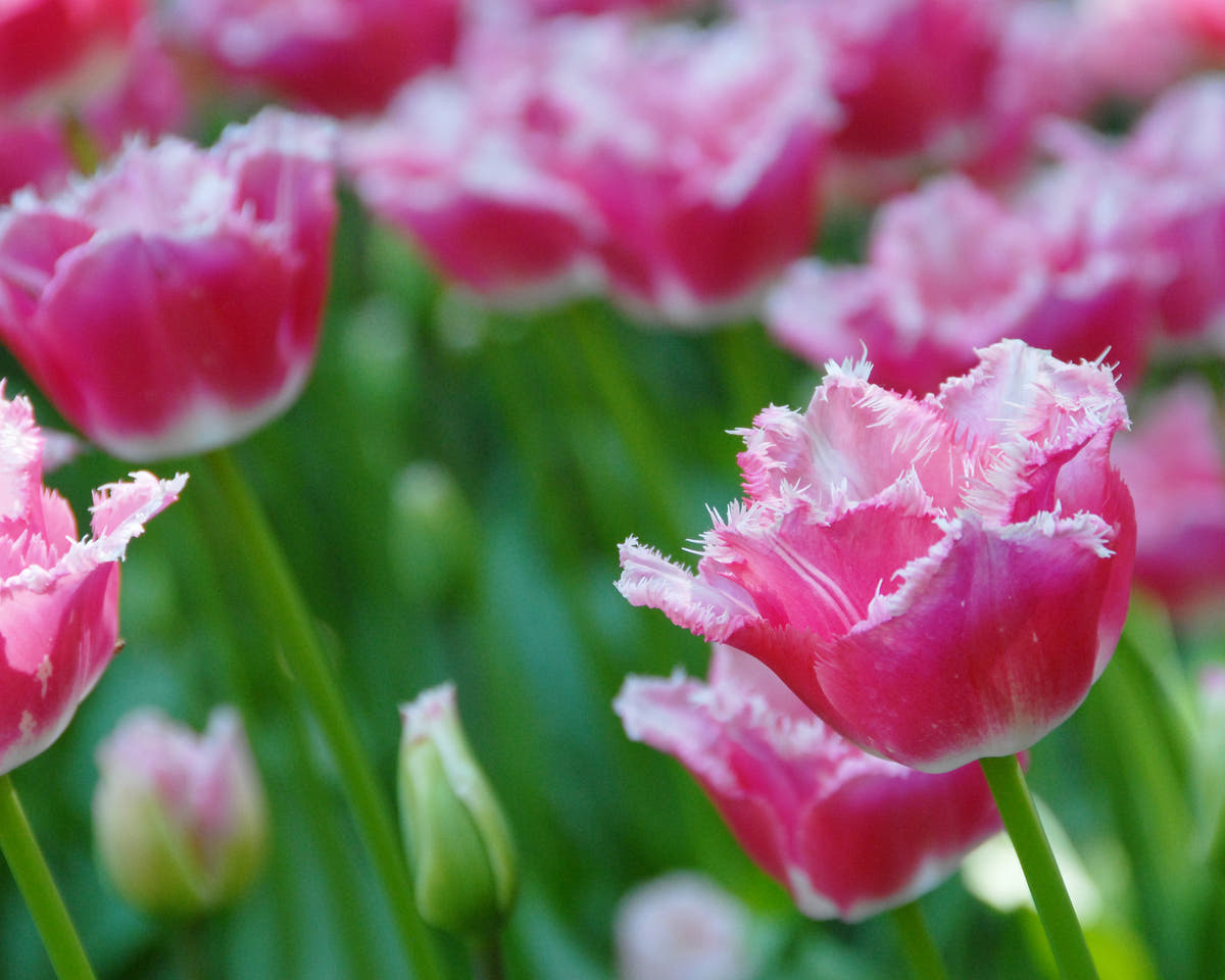Flower BulbsIzumi Bulbs UK - 4