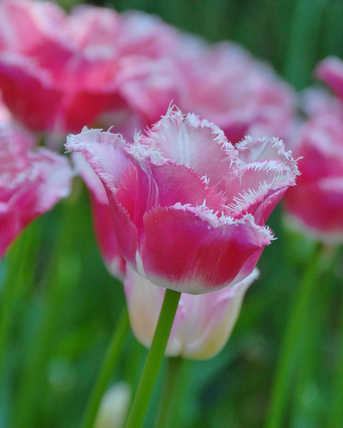 Flower BulbsIzumi Bulbs UK - 1