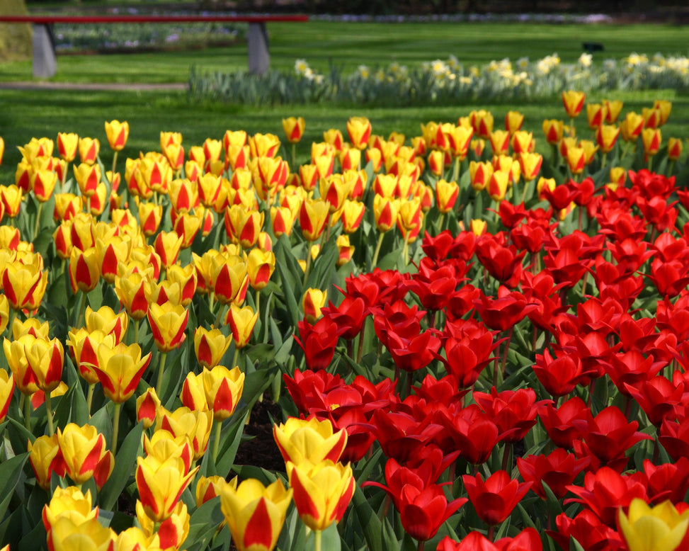 Tulip collection 'Ketchup & Mustard'