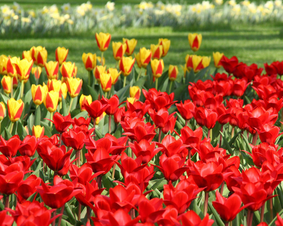 Tulip collection 'Ketchup & Mustard'