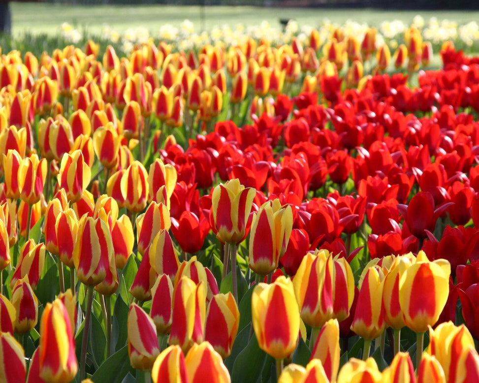 Tulip collection 'Ketchup & Mustard'