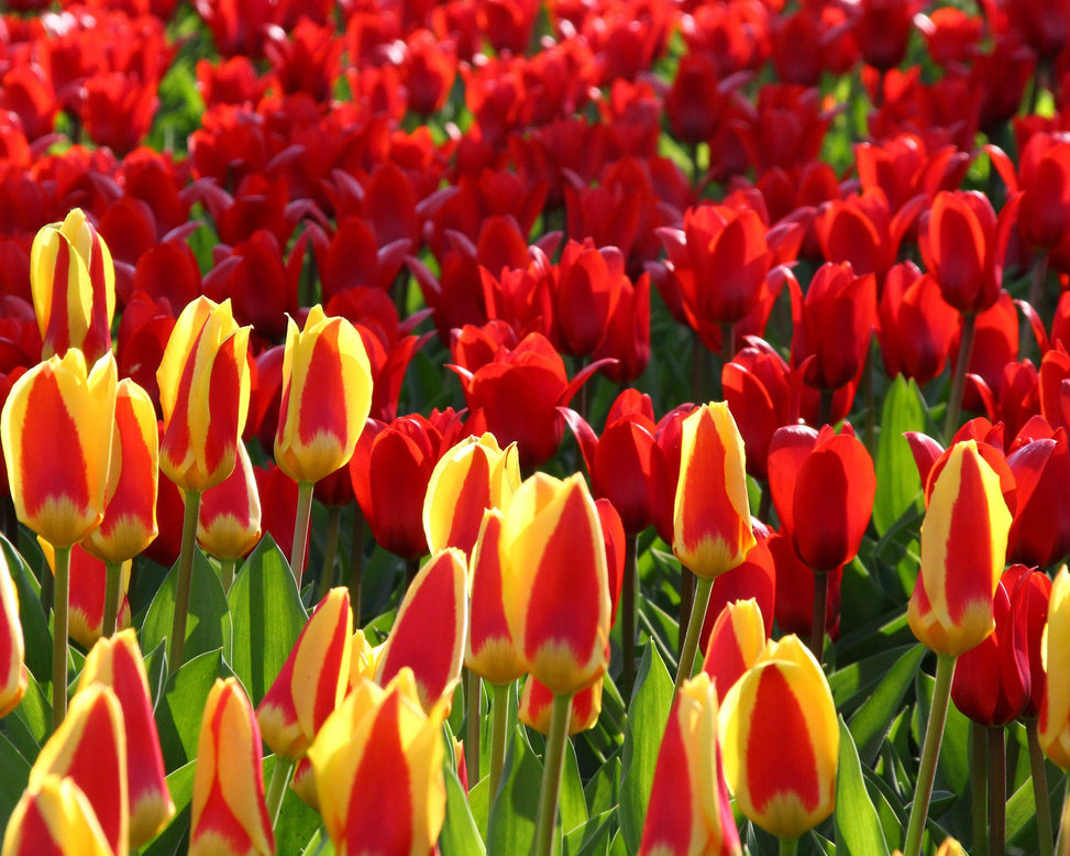 Tulip collection 'Ketchup & Mustard'