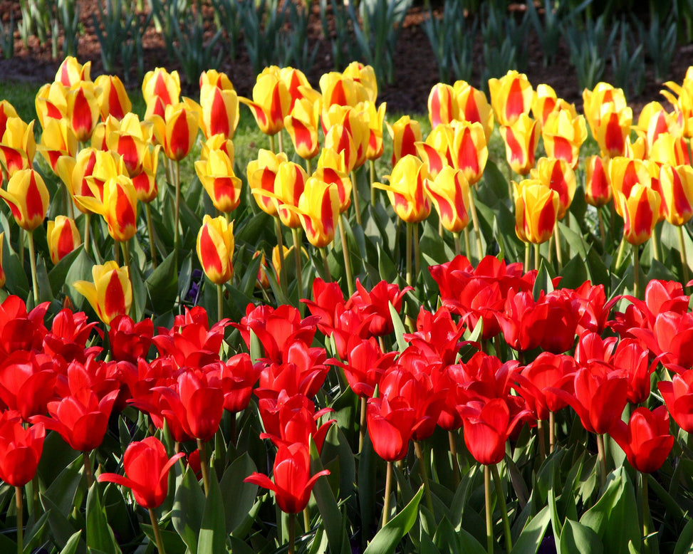 Tulip collection 'Ketchup & Mustard'
